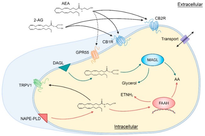 Schematic illustration showing the main components of the classical endocannabinoid system.jpg
